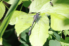 Hylogomphus adelphus