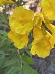 Tecoma stans