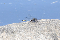 Phanogomphus quadricolor