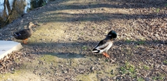 Anas platyrhynchos