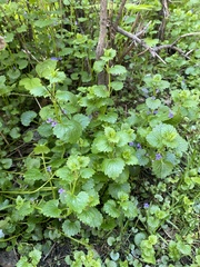 Glechoma hederacea