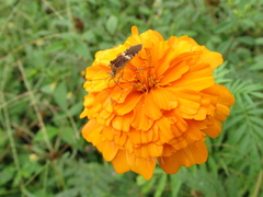 Hypselonotus lineatus