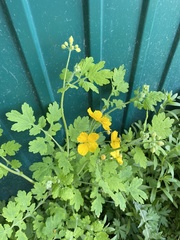 Chelidonium majus