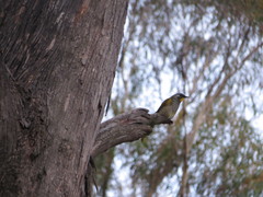 Nesoptilotis flavicollis