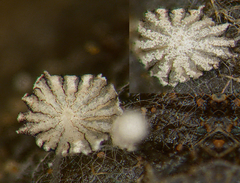 Coprinopsis stercorea