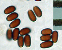 Coprinopsis stercorea