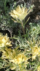 Castilleja angustifolia