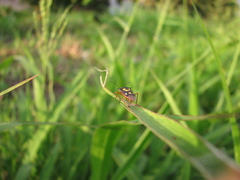 Oebalus poecilus