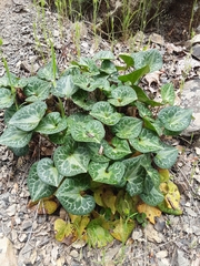 Asarum marmoratum