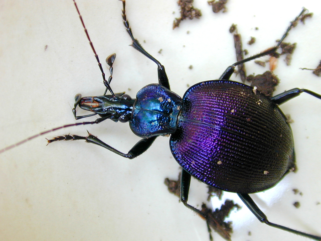 Bereft Snaileating Beetle from Madison County, VA, USA on June 16, 2007 at 0156 PM by David H