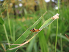 Oebalus poecilus