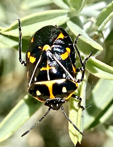 iNaturalist observation photo of Harlequin Bug