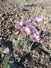 Erigeron argentatus