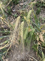 × triticosecale rimpaui