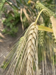 × triticosecale rimpaui