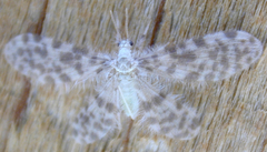 Nallachius americanus