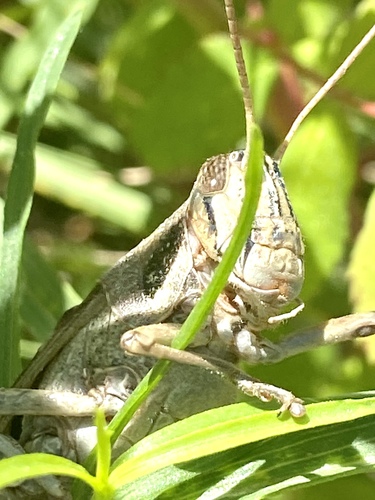 iNaturalist observation photo of Gray Bird Grasshopper
