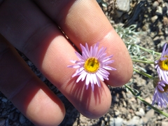 Erigeron argentatus