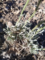 Erigeron argentatus