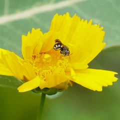 Pseudoanthidium nanum