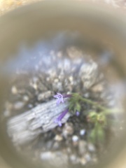 Allophyllum divaricatum