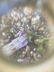 Allophyllum divaricatum