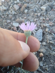 Erigeron argentatus