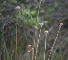 Lachnocaulon