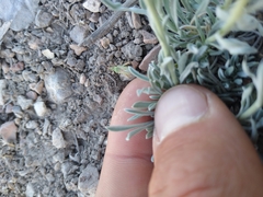 Erigeron argentatus