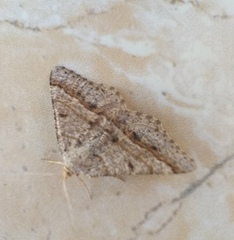 Isturgia murinaria
