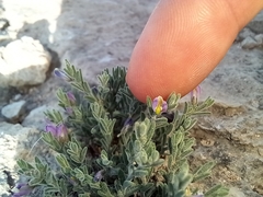 Hebecarpa macradenia