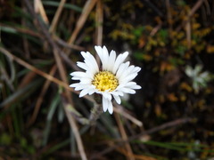 Oritrophium peruvianum