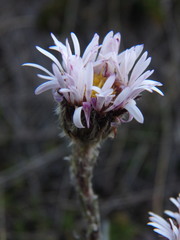 Oritrophium peruvianum