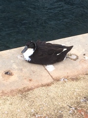 Anas platyrhynchos domesticus
