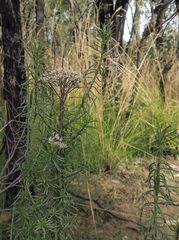 Cassinia maritima