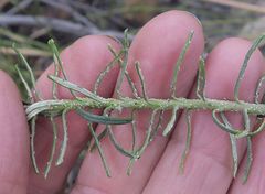 Cassinia maritima