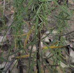 Cassinia maritima