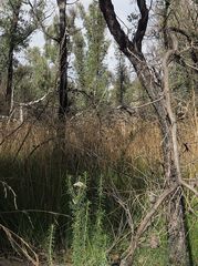 Cassinia maritima