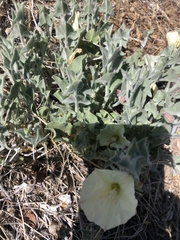 Calystegia malacophylla pedicellata