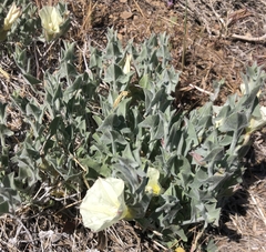 Calystegia malacophylla pedicellata
