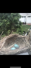 Turdus migratorius