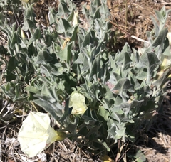 Calystegia malacophylla pedicellata