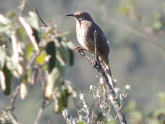 Toxostoma curvirostre