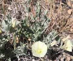 Calystegia malacophylla pedicellata