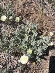 Calystegia malacophylla pedicellata