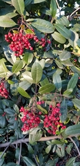 Heteromeles arbutifolia