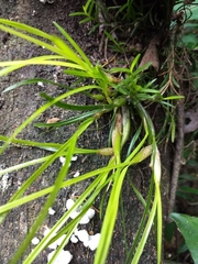 Scaphyglottis fasciculata