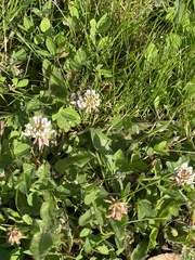 Trifolium repens