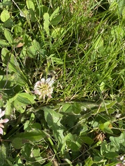 Trifolium repens