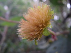 Munnozia senecionidis
